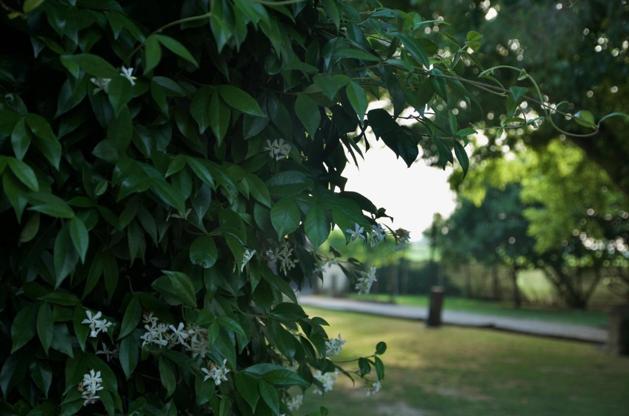 B&B Fetonte Crespino Esterno foto